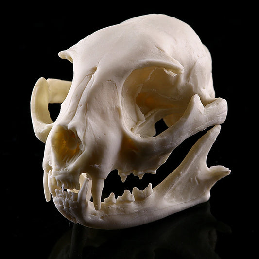 Lifelike Cat Skull Resin Head Skeleton Figurine Aquarium Ornament Home Decor