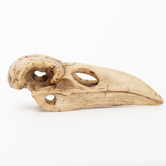 Raven Skull Statue Resin Craft Figurines Home Decoration Bird Skull Animal Skeleton Model