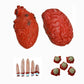 Halloween Decoration Fake Bloody Heart Prop Rubber Organs Squishies Human Size Torso Prop Halloween Bloody Body Parts