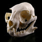 Skull Skull Resin Skull Skeleton Figurine Figurine Ornement Ornement Home Decor