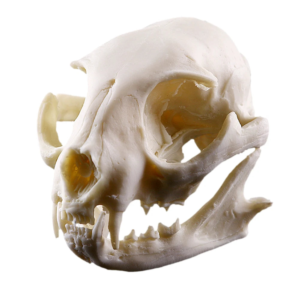 Skull Skull Resin Skull Skeleton Figurine Figurine Ornement Ornement Home Decor