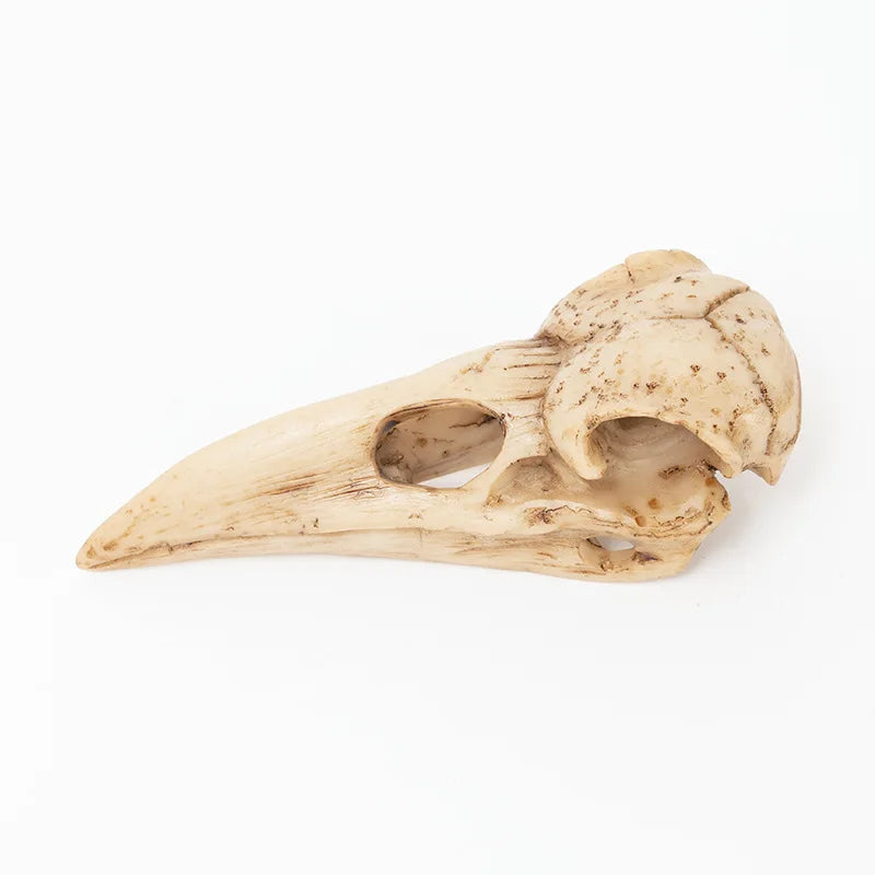 Raven Skull estátua resina artesanato estatuetas de decoração caseira