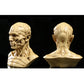 4 "Modello umano Anatomia Skull Head Muscle Bone Artist Draw