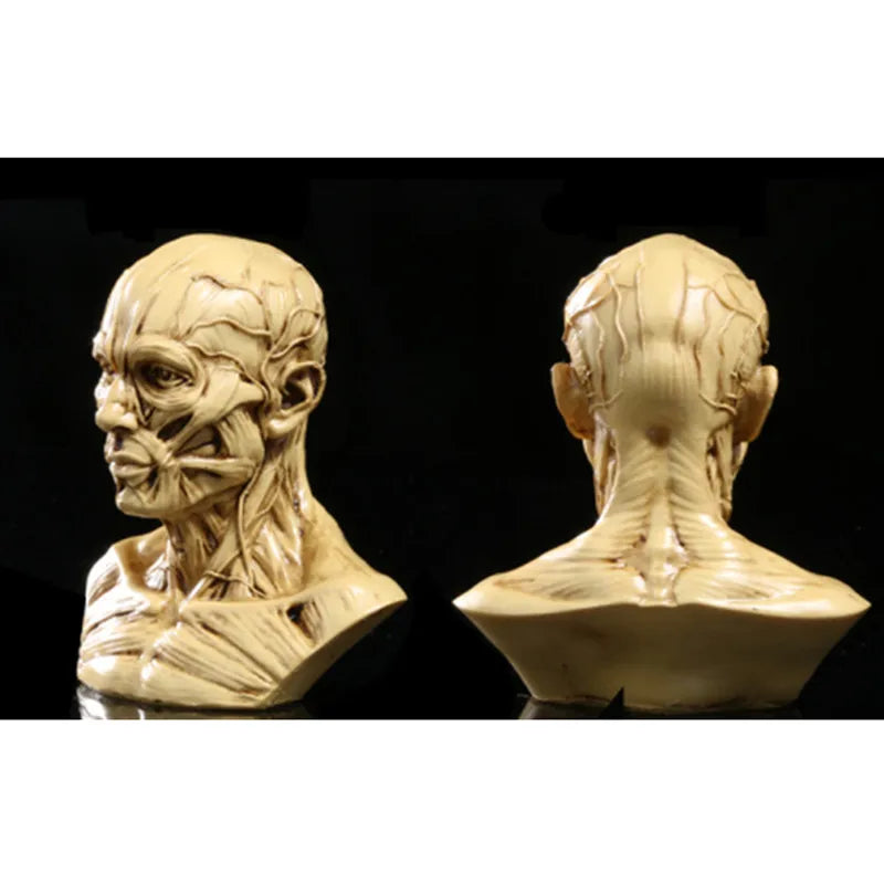 4 "Modello umano Anatomia Skull Head Muscle Bone Artist Draw