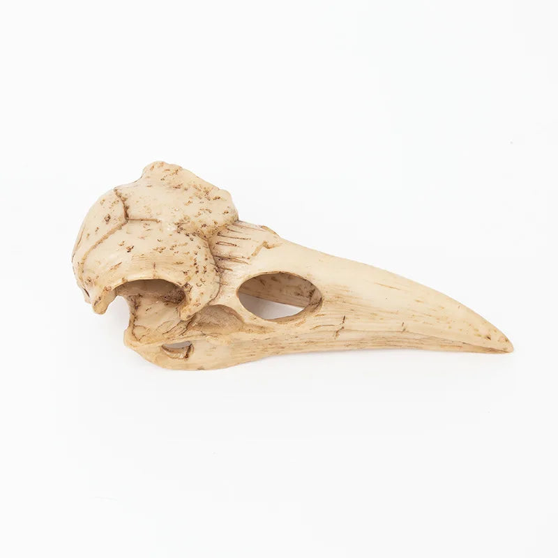 Raven Skull estátua resina artesanato estatuetas de decoração caseira