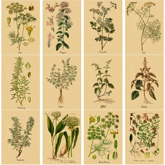 Herbas culinarias Impresiones de carteles Flor Herbal Ilustraciones botánicas Kraft Room vintage Home Home Kitchen Art Decoración de la pared